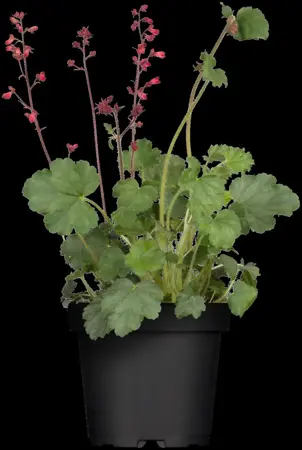 Heuchera 'Mango' - P9 - image 3