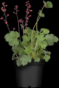 Heuchera 'Mango' - P9 - image 3