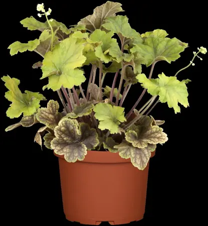 Heuchera 'Mango' - P9 - image 4