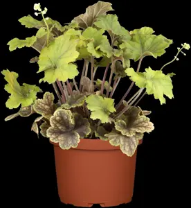 Heuchera 'Mango' - P9 - image 4