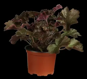 Heuchera 'Mango'