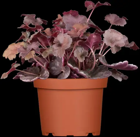 Heuchera 'Mango' - P9 - image 5