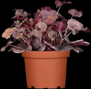 Heuchera 'Mango' - P9 - image 5