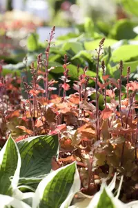 Heuchera 'Marmelade'