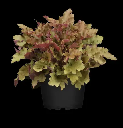Heuchera 'Marmelade' - 2 Ltr pot - image 4