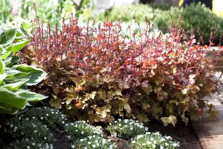 Heuchera 'Marmelade' - 2 Ltr pot - image 2