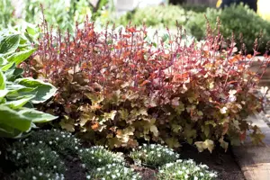 Heuchera 'Marmelade' - 2 Ltr pot - image 2