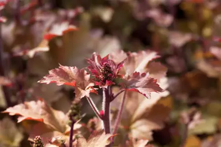 Heuchera 'Marmelade' - 2 Ltr pot - image 3