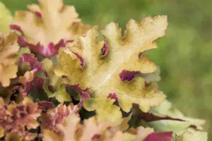 Heuchera 'Marmelade' - 2 Ltr pot - image 5