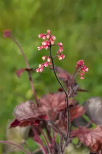 Heuchera 'Melting Fire'  - 2 Ltr pot - image 2