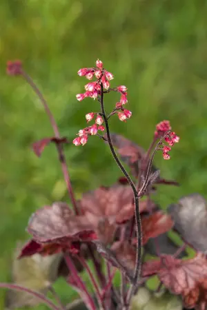 Heuchera 'Melting Fire'  - P13 - image 2