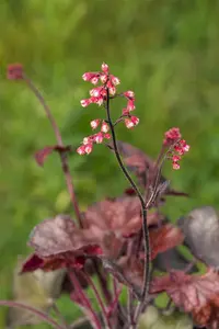 Heuchera 'Melting Fire'  - P13 - image 2