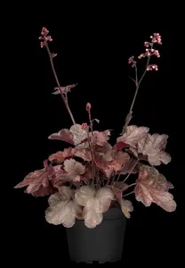 Heuchera 'Melting Fire' 