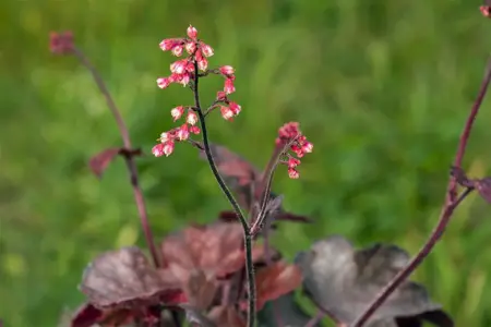 Heuchera 'Melting Fire'  - 2 Ltr pot - image 3