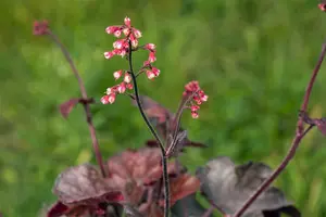 Heuchera 'Melting Fire'  - P13 - image 3
