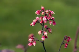 Heuchera 'Melting Fire'  - P13 - image 4