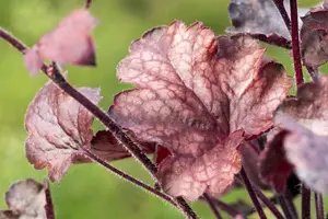 Heuchera 'Melting Fire'  - P13 - image 5