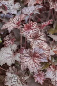 Heuchera mic. 'Palace Purple' - 2 Ltr pot - image 4