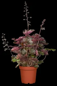 Heuchera mic. 'Palace Purple' - 2 Ltr pot - image 5