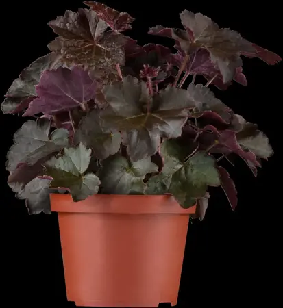 Heuchera mic. 'Palace Purple' - 2 Ltr pot - image 1