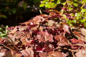 Heuchera mic. 'Palace Purple' - 2 Ltr pot - image 2