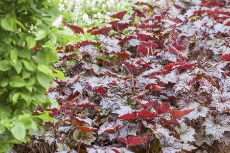 Heuchera mic. 'Palace Purple' - 2 Ltr pot - image 3