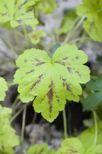Heuchera micrantha - P11 - image 5