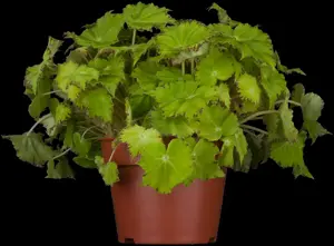 Heuchera micrantha - P11 - image 4