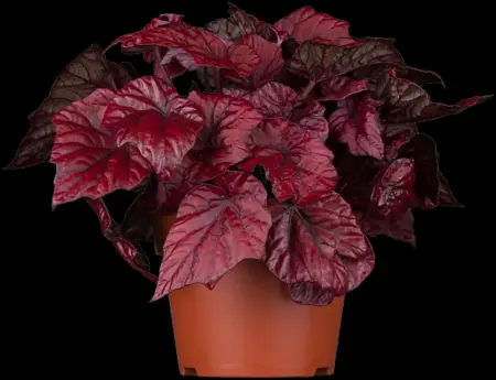 Heuchera micrantha - P11 - image 2