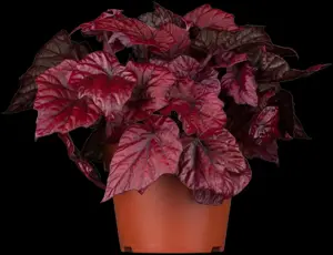 Heuchera micrantha - P11 - image 2