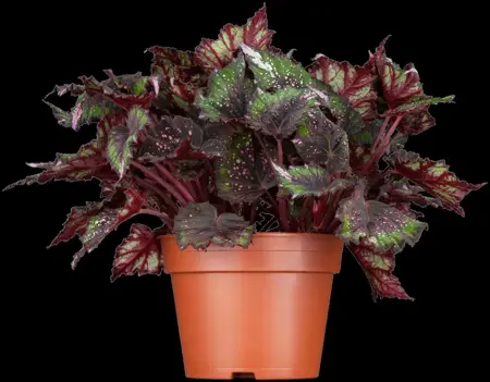 Heuchera micrantha - P11 - image 3