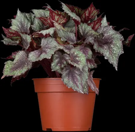 Heuchera micrantha - P11 - image 1