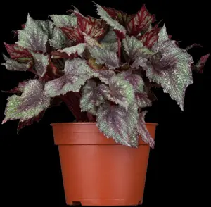 Heuchera micrantha