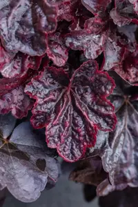 Heuchera 'Midnight Rose' - P9 - image 4