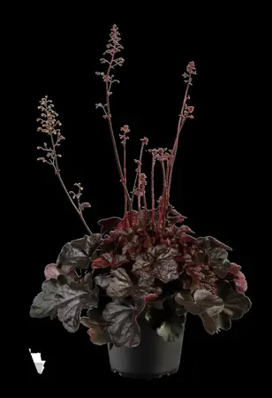 Heuchera 'Midnight Rose' - P9 - image 2