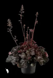 Heuchera 'Midnight Rose' - P9 - image 2