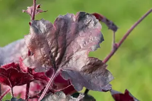 Heuchera 'Midnight Rose'