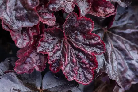 Heuchera 'Midnight Rose' - P9 - image 3