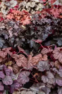 Heuchera 'Obsidian' - 1.5 Ltr pot - image 1
