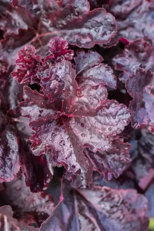 Heuchera 'Obsidian' - 1.5 Ltr pot - image 3