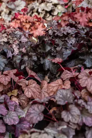 Heuchera 'Obsidian' - 2 Ltr pot - image 1