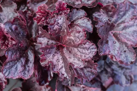 Heuchera 'Obsidian' - 1.5 Ltr pot - image 4