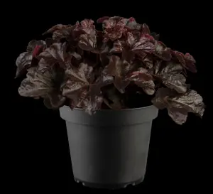 Heuchera 'Obsidian' - 1.5 Ltr pot - image 2