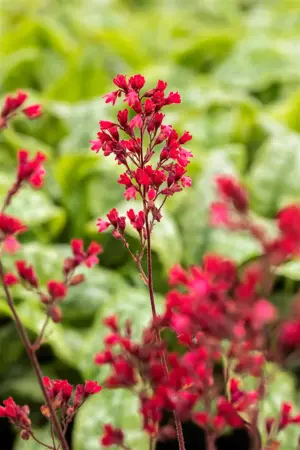 Heuchera 'Paris' - 1.5 Ltr pot - image 1