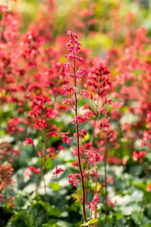 Heuchera 'Paris' - 2 Ltr pot - image 2