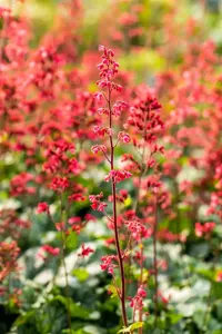 Heuchera 'Paris' - 2 Ltr pot - image 2
