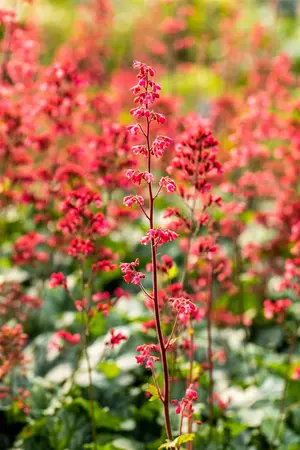 Heuchera 'Paris' - P11 - image 2