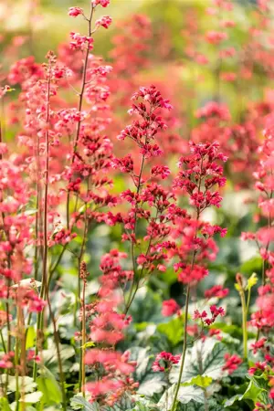 Heuchera 'Paris' - 2 Ltr pot - image 4