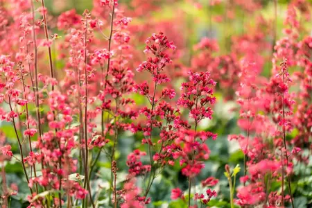 Heuchera 'Paris' - 1.5 Ltr pot - image 3