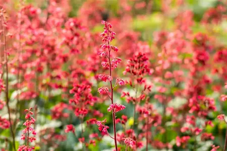 Heuchera 'Paris' - 2 Ltr pot - image 5